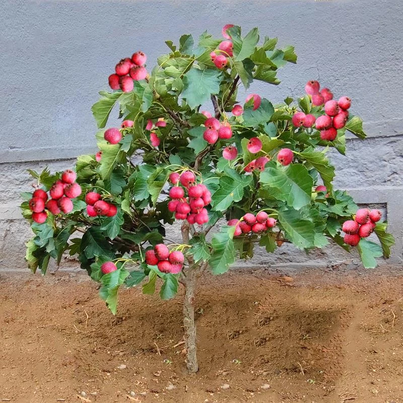 山楂树活苗大五棱甜红子山楂苗南方北方种植盆栽地栽山楂嫁接果苗