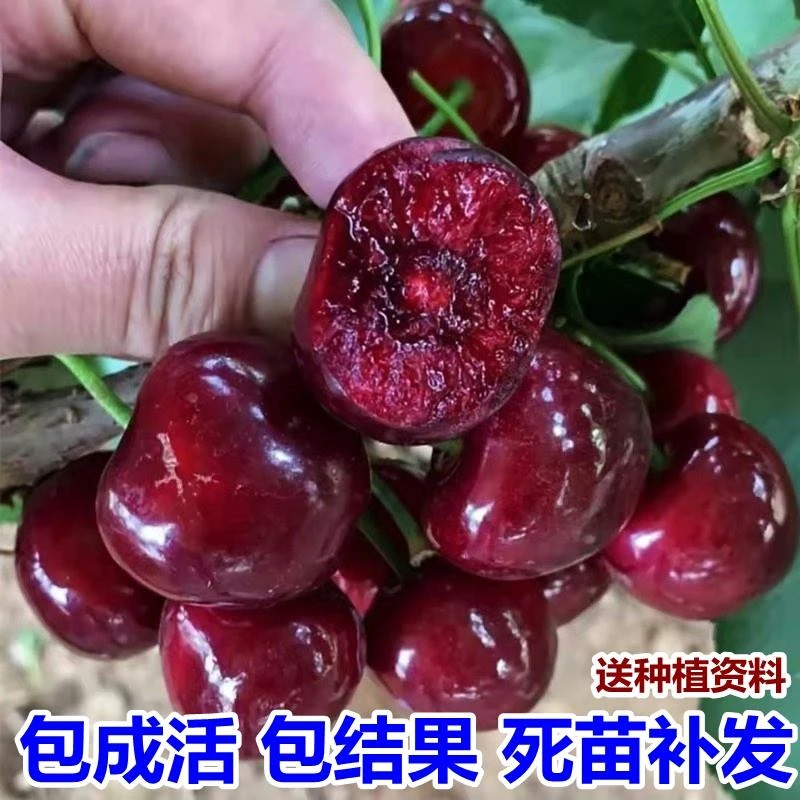 大樱桃树苗樱桃树苖南方北方种植特大樱桃果树苗矮化盆栽当年结果