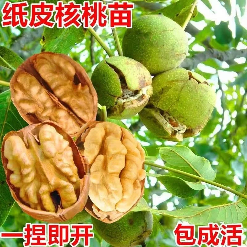 纸皮核桃树苗果苗新疆185南北方庭院地栽盆栽嫁接薄皮特大核桃苗