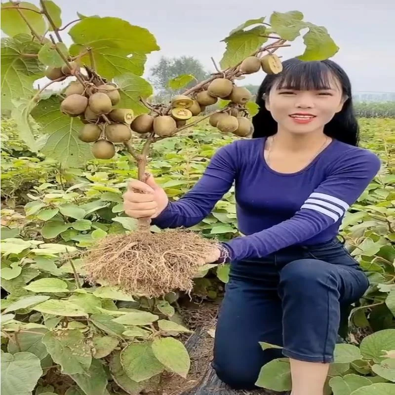猕猴桃树果苗红心徐香软枣猕猴桃树苗南北方种植嫁接果树当年结果