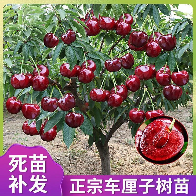 车厘子树苗嫁接耐寒大樱桃树苗盆栽地栽南北方种植樱桃树苖带土