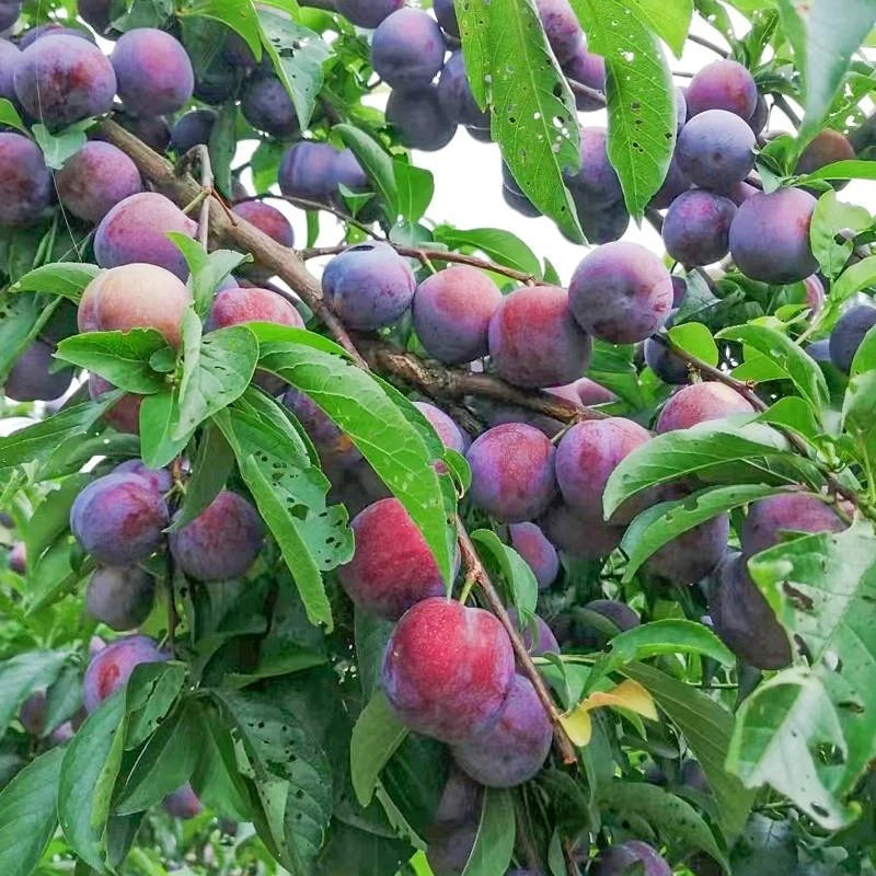 特大蜂糖李子树苗三华脱骨清脆李果苗盆栽地栽南北方种植西梅树苗