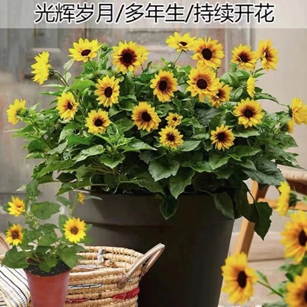 【光辉岁月】向日葵阳台庭院盆栽耐热耐寒易养护花期长花朵大绿植