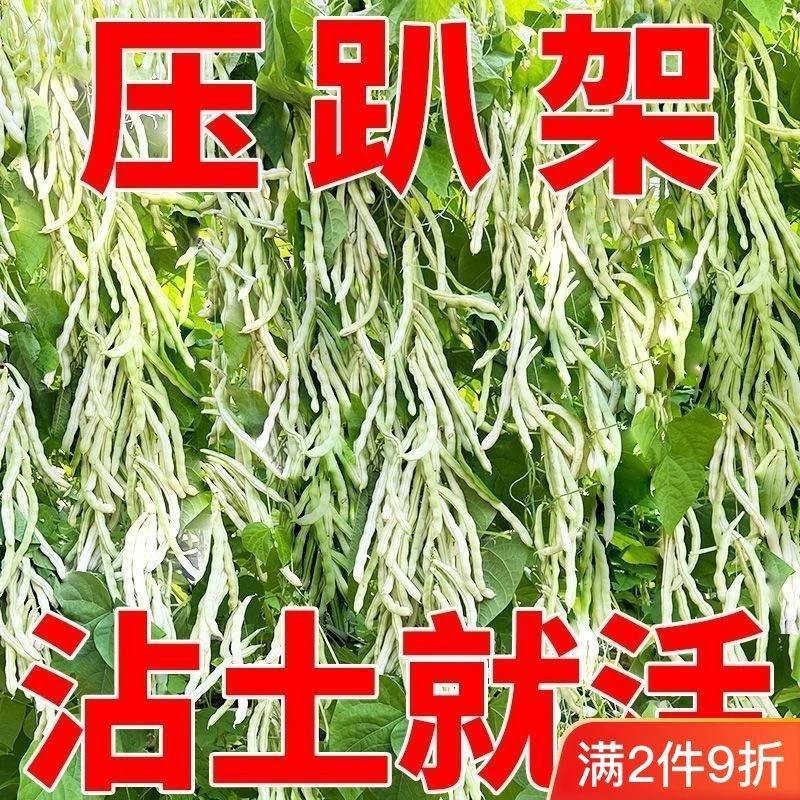 摘不败九粒白芸豆种种子高产早熟豆角菜籽四季种植豇豆子蔬菜种子