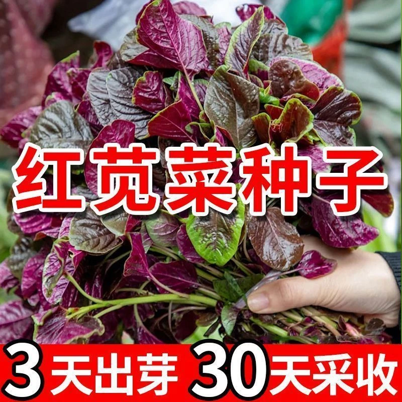 【种一次吃一年】红苋菜种子30天可收四季可收春季蔬菜种籽菜籽