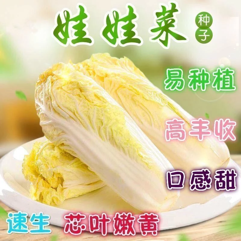 金娃娃菜种子四季 蔬菜种子 生长快 品质佳 菜籽春夏秋四季播种