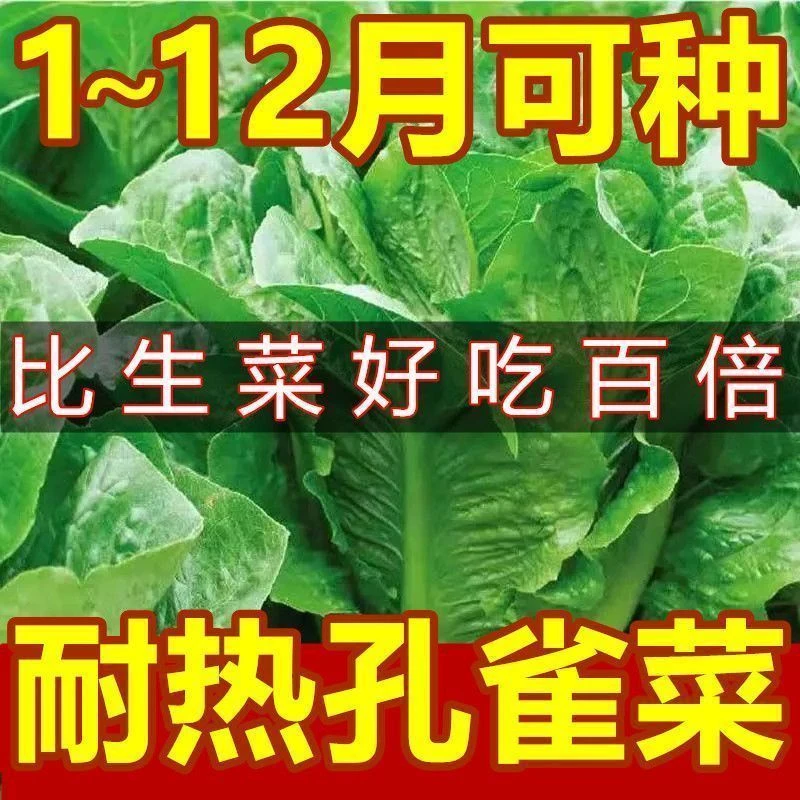耐热孔雀菜种子四季种可生吃高营养直立生菜种子田园盆栽沙拉生菜