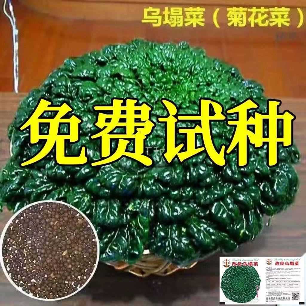乌塌菜种子高钙保健蔬菜养心菜黑白菜种子四季播种农家绿色蔬菜籽