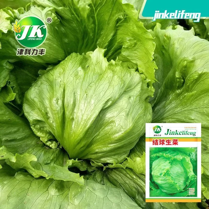 结球生菜种子圆生菜春夏秋四季播生菜种子球形菜种子球生菜生菜籽