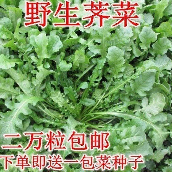 野生荠荠菜种子野菜荠菜清香鲜嫩阳台四季播盆栽特色蔬菜种子