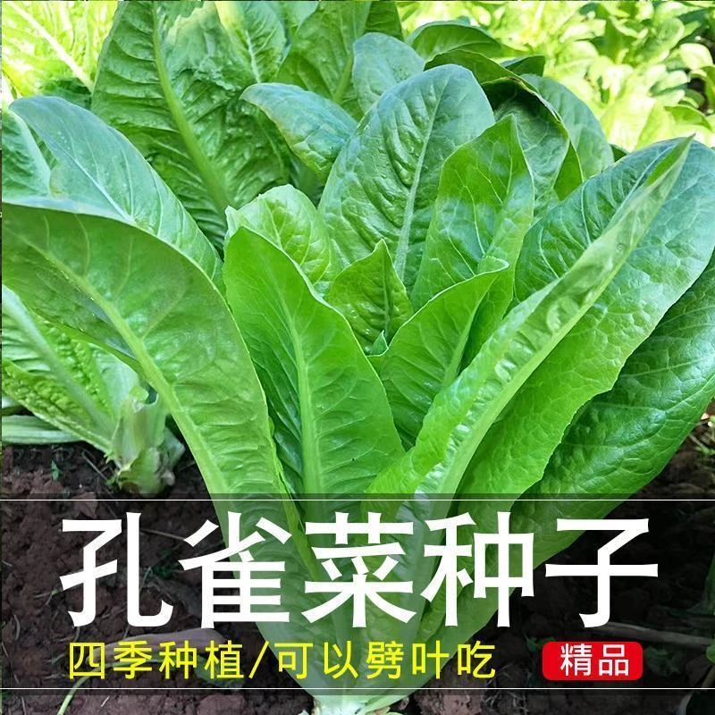 孔雀菜种子四季可种耐寒生吃高营养蔬菜种子盆栽地栽沙拉生菜种籽