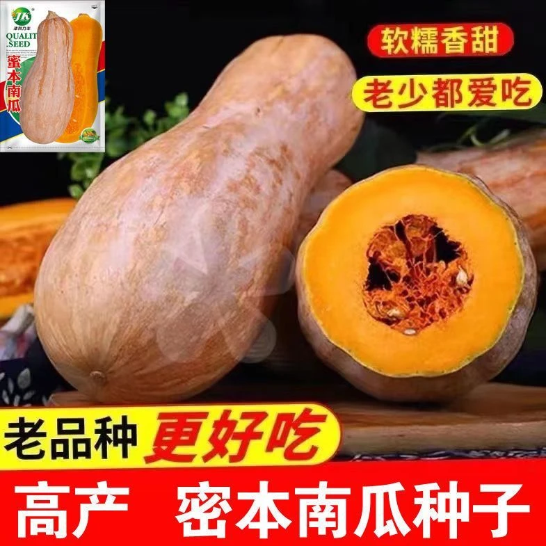 早栗蜜本南瓜种子超甜超粉面蜜早南瓜籽早熟高产香糯四季蔬菜种子