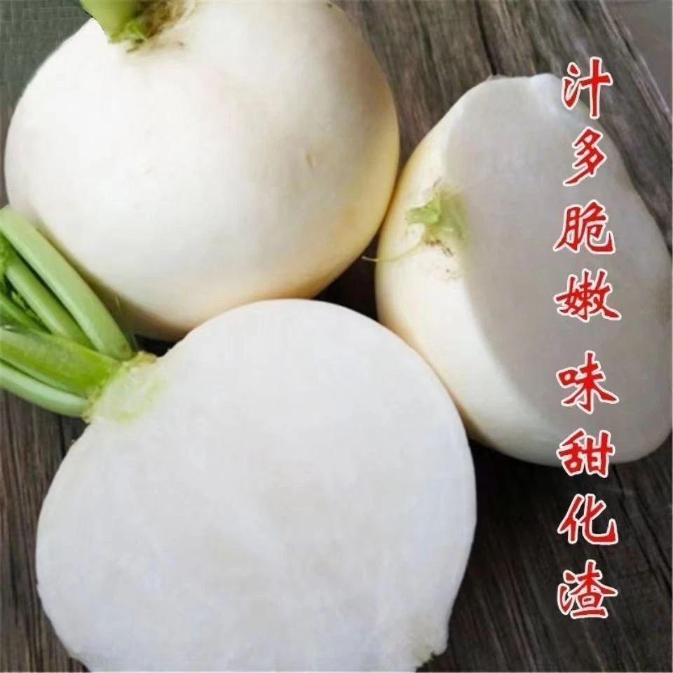 春不老萝卜种子特大九斤王白萝卜种子圆萝卜不空心甜脆水果萝卜种