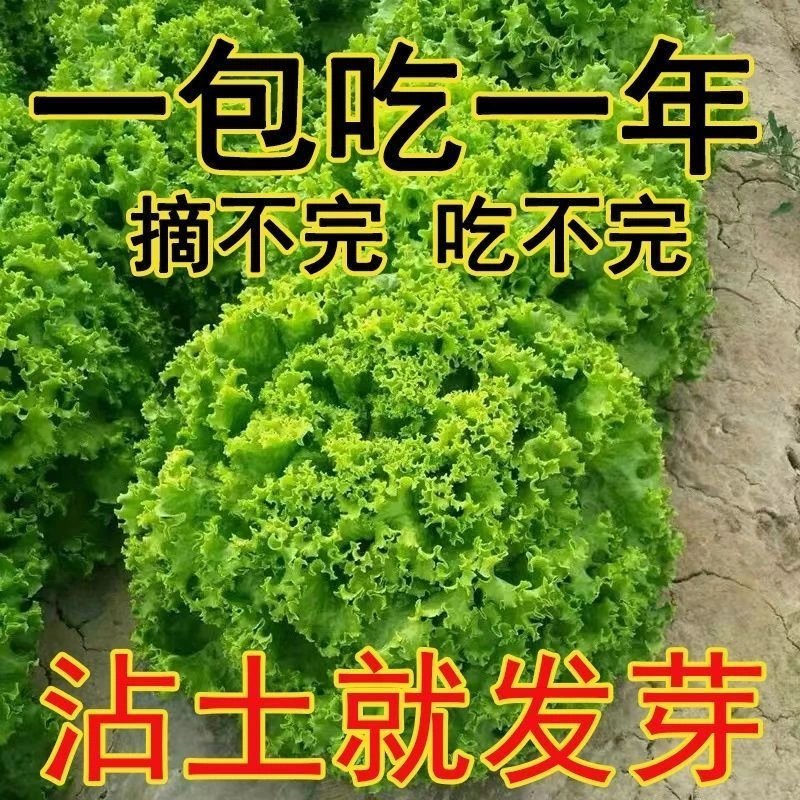 美国大速生菜种子生吃脆甜四季沙拉菜种子春秋播种阳台盆栽蔬菜