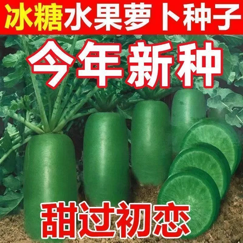 冰糖水果萝卜种子生吃脆甜农家蔬菜种孑四季播种阳盆栽绿萝卜种籽