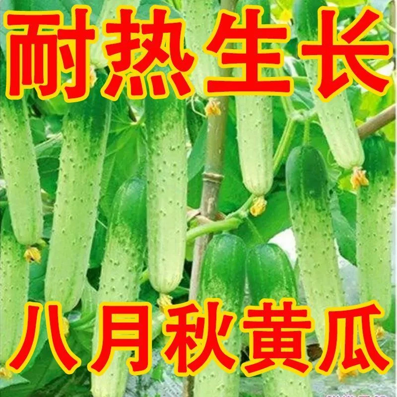 杂交甜脆王黄瓜种子老品种高产旱黄瓜种籽季春季夏季水果蔬菜种孑