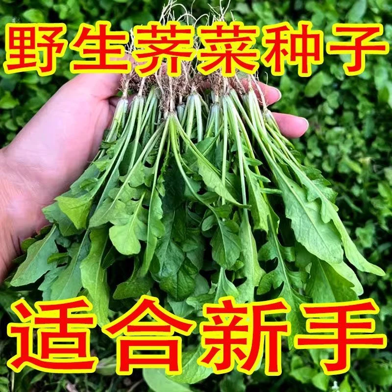 荠菜种子野生芨芨菜籽四季种孑阳台耐寒蔬菜种籽春天菜种春季野菜