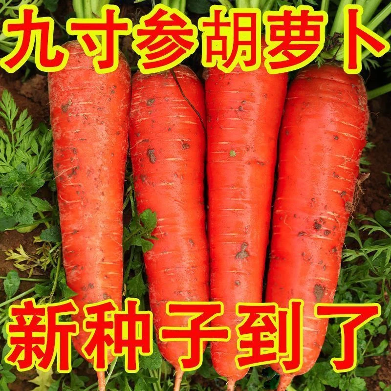 胡萝卜种子种籽孑子红水果萝卜罗卜的紫黑菜种紫色黄胡罗卜种大全