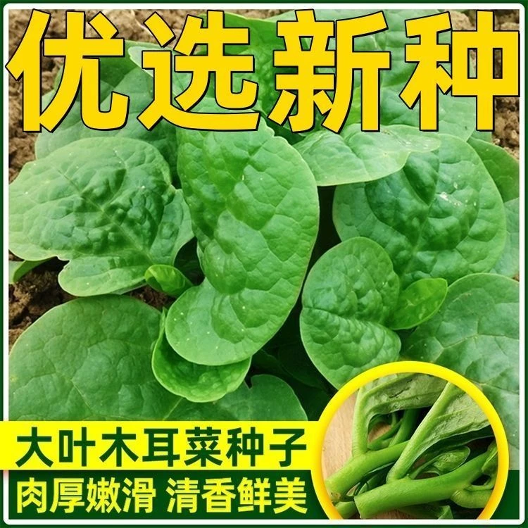 大叶木耳菜种子菜种豆腐菜种籽农家野菜蔬菜种籽春夏秋季阳台盆栽