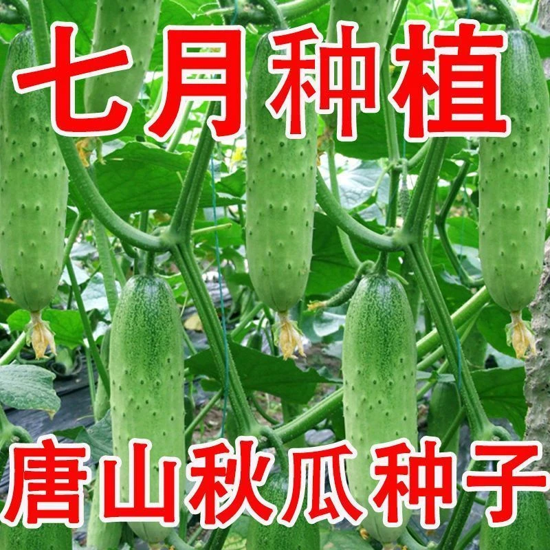 唐山秋瓜种子秋黄瓜高产水果黄瓜阳台盆栽春季秋季易播种蔬菜种子