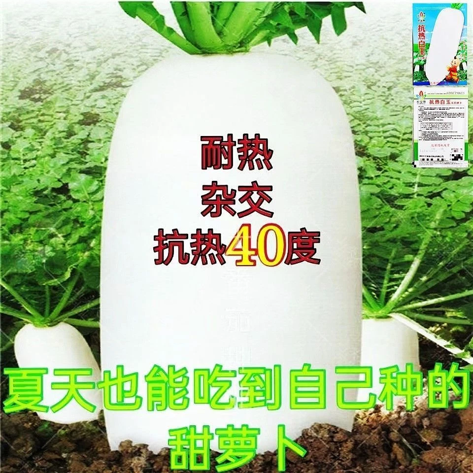 夏季种的白玉萝卜早熟抗热抗病高产大白萝卜种子耐高温多湿耐抽苔