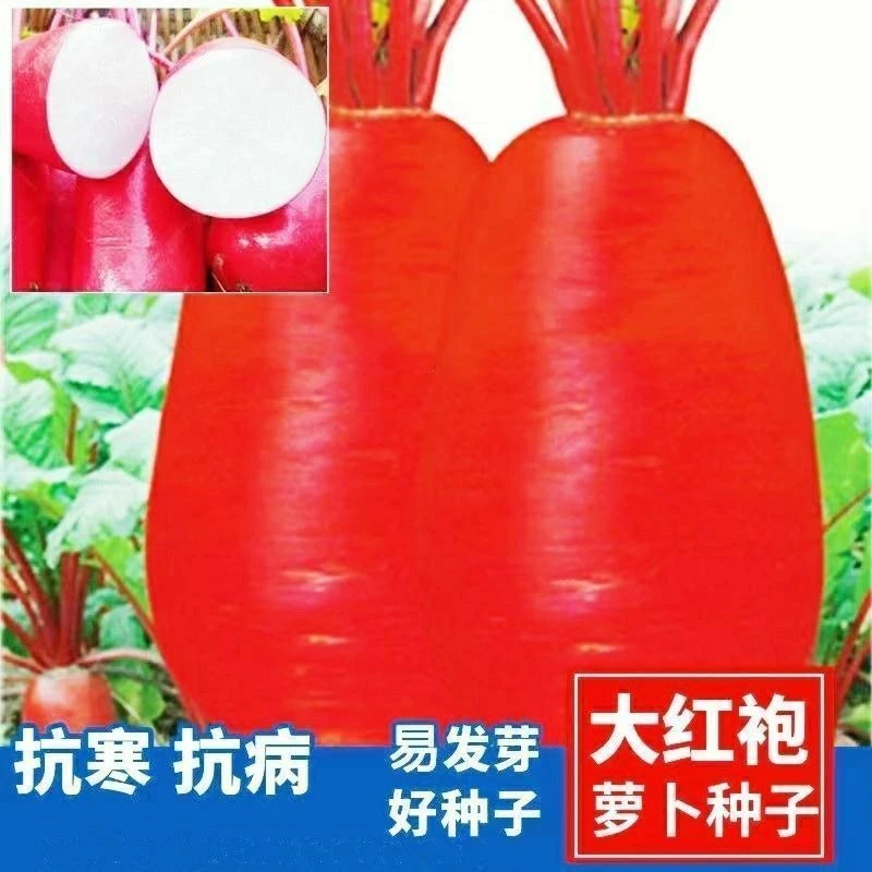 满生红大红袍萝卜种子大红四季萝卜种子白肉红皮萝卜种子田园蔬菜