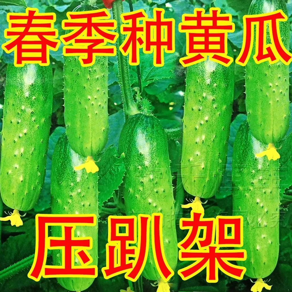 水果黄瓜种子刺黄瓜种籽生吃高产甜脆阳台盆栽四季新品种蔬菜种子