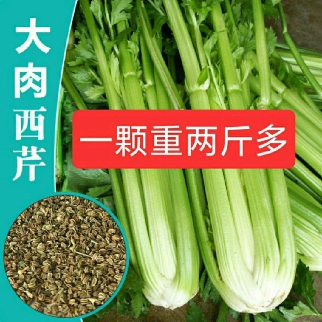 秋季播大肉西芹种子今年新籽原种大西芹菜种子巨大号蔬菜种子大全
