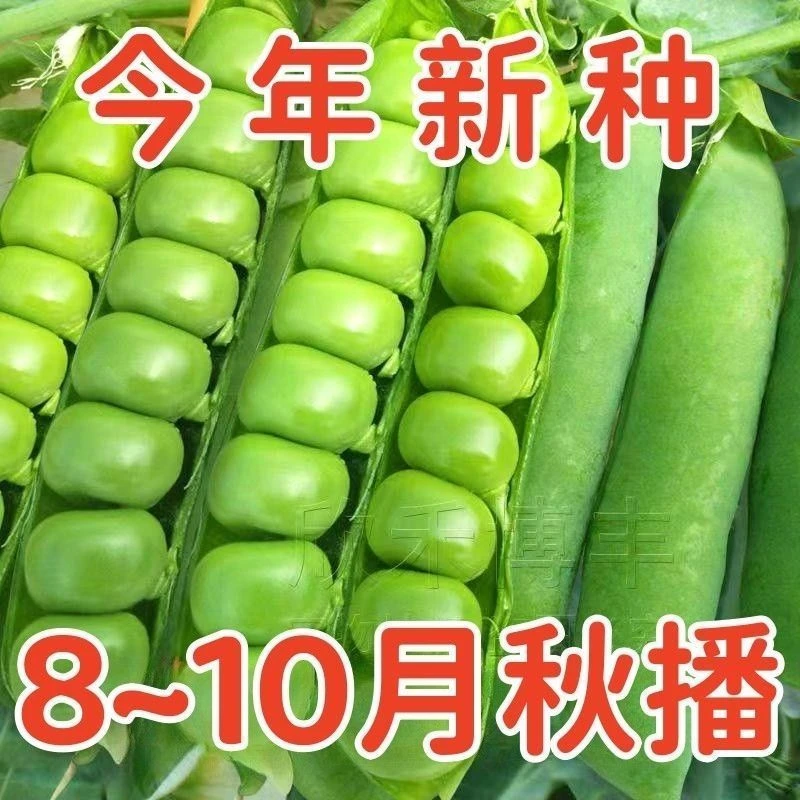 甜豌豆种子水果型甜脆可生吃菜豌豆大荚青豆甜豌豆尖四季播蔬菜籽