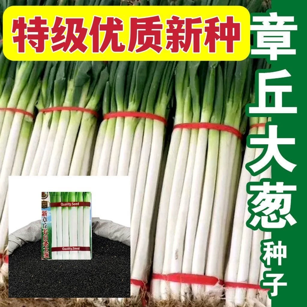 正宗章丘铁杆大葱种子四季长白高产抗病耐寒耐热庭院大田种植