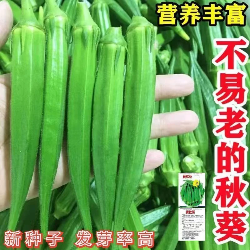 【秋葵种子】黄秋葵种籽四季播高产黄秋葵籽农家阳台庭院蔬菜种子