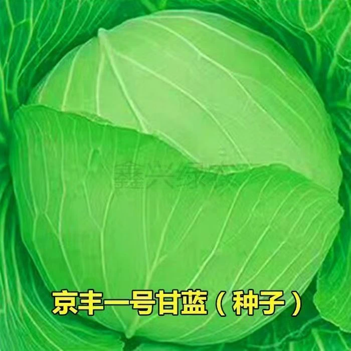 京丰一号甘蓝种子高产秋播阳台蔬菜种孑包菜种子农家菜园卷心菜籽