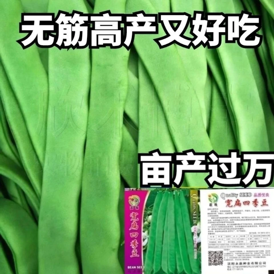 宽扁芸豆种子大扁三扁超宽芸豆种子豆刀豆扁豆春天蔬菜种子大全