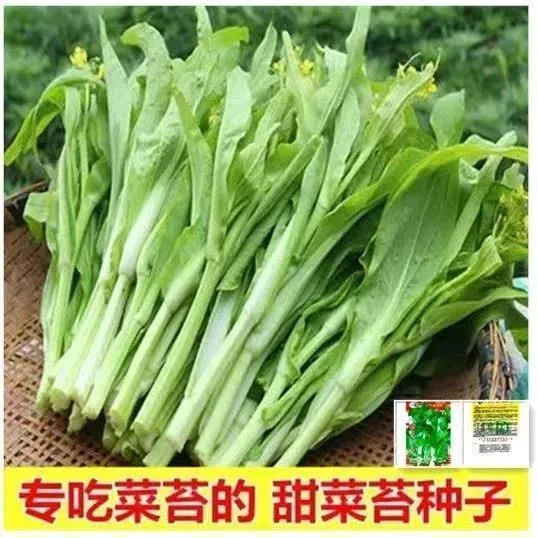 高产早熟甜脆多芽白菜苔种子杂交早熟高产侧芽多味甜软白菜心种子