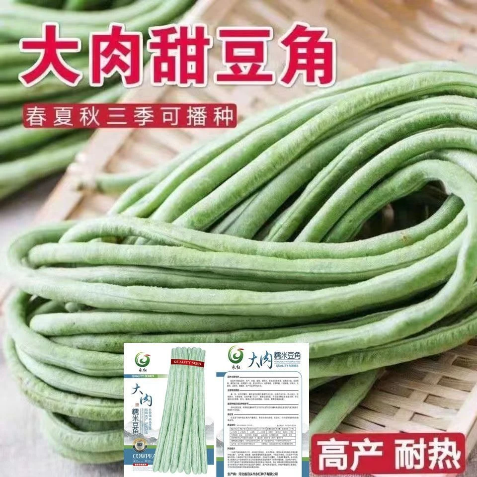超好吃大肉糯米甜豆角种子白长豆角春夏秋播白玉长豇豆易种蔬菜孑