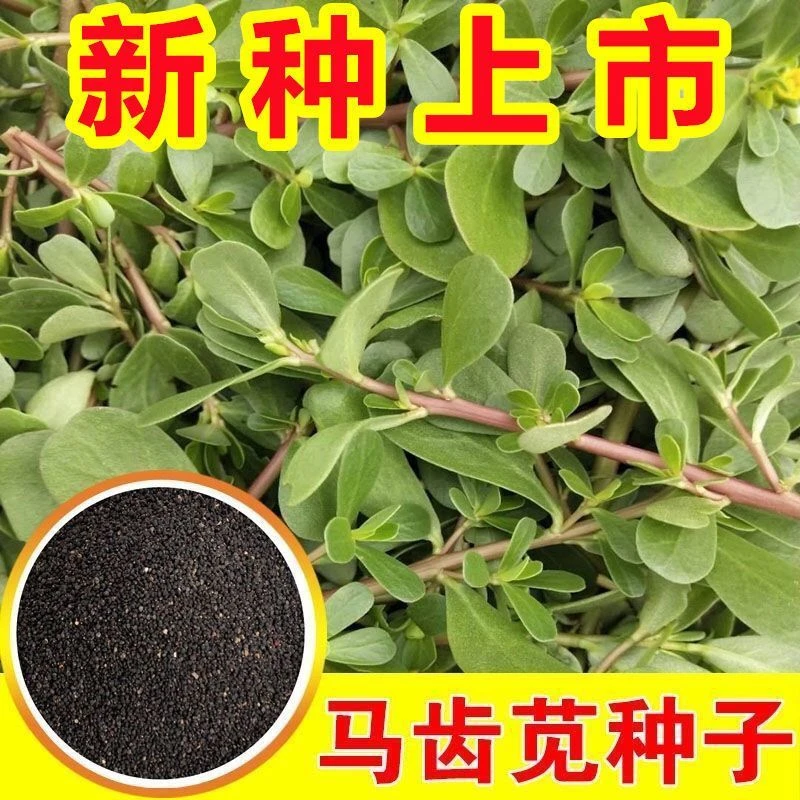 马齿苋种子新产野菜种子食用马齿菜籽长寿菜马齿笕籽庭院阳台种植