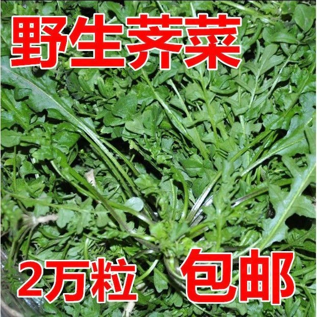 野荠菜种籽 春冬季耐寒野菜野生荠菜种子阳台专用四季播蔬菜种籽