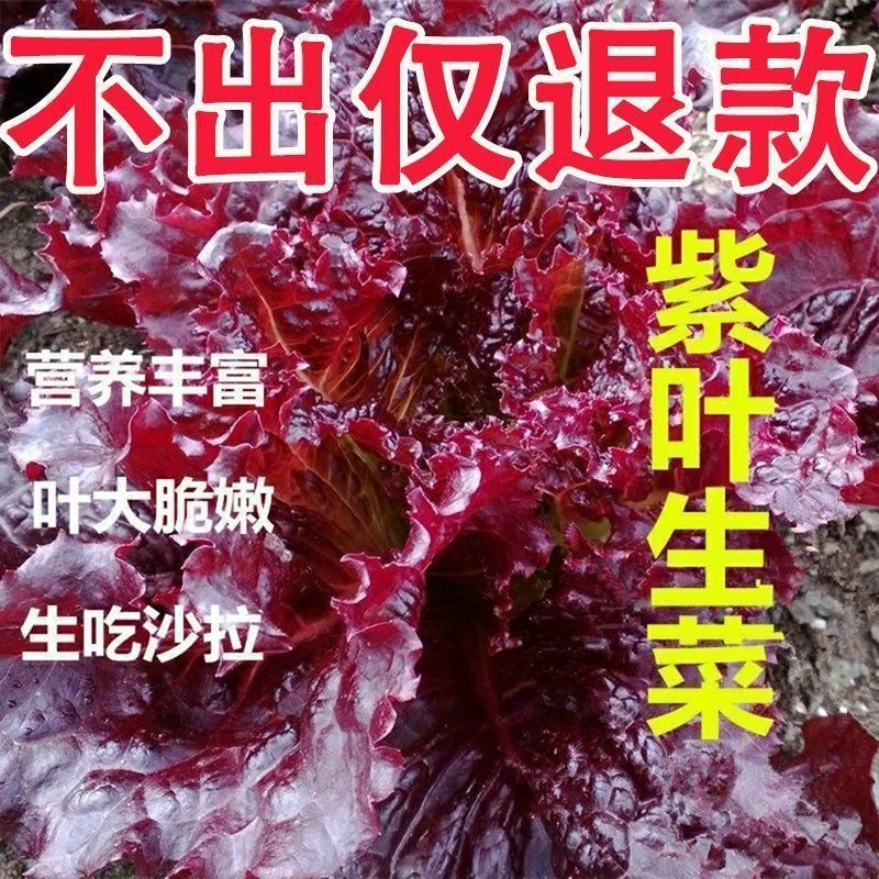 紫叶生菜种子有机沙拉菜种子四季种植耐寒热庭院大田蔬菜种子菜籽