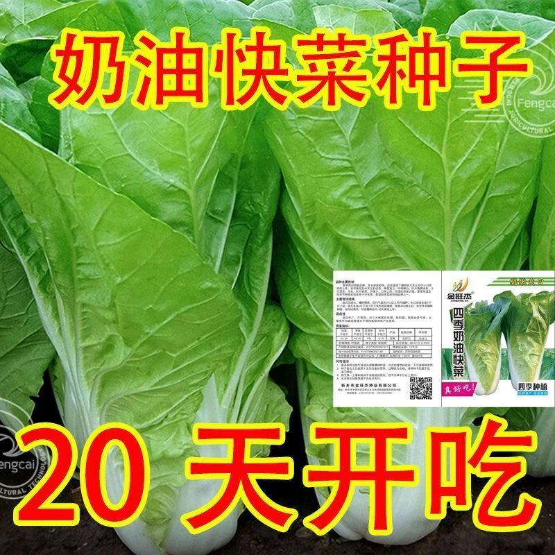 快菜种子小白菜种籽苗春秋冬蔬菜菜种籽奶油快菜种孑小白菜籽四季