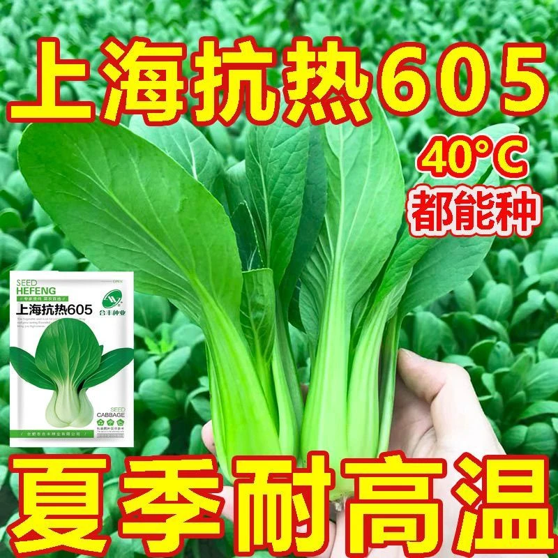 抗热605上海青菜鸡毛菜种子矮脚油菜夏季耐热耐高温阳台蔬菜种子