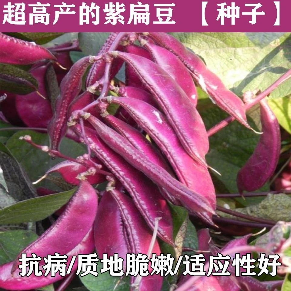 紫扁豆紫眉豆红眉豆种子红峨眉豆蔬菜阳台盆栽大田高产品种易发芽