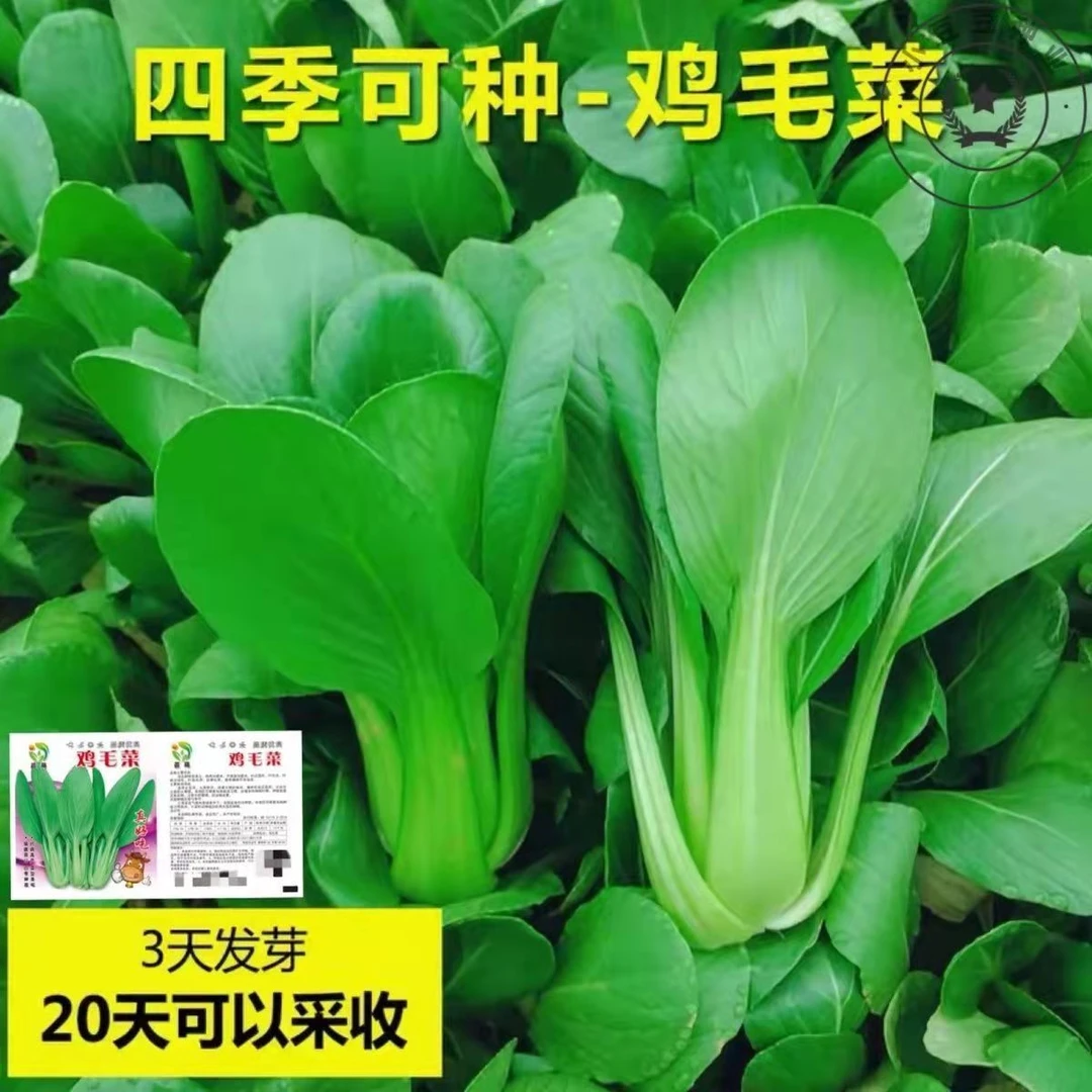 真好吃四季鸡毛菜种子18天小青菜种子蔬菜种子阳台耐热青菜种子