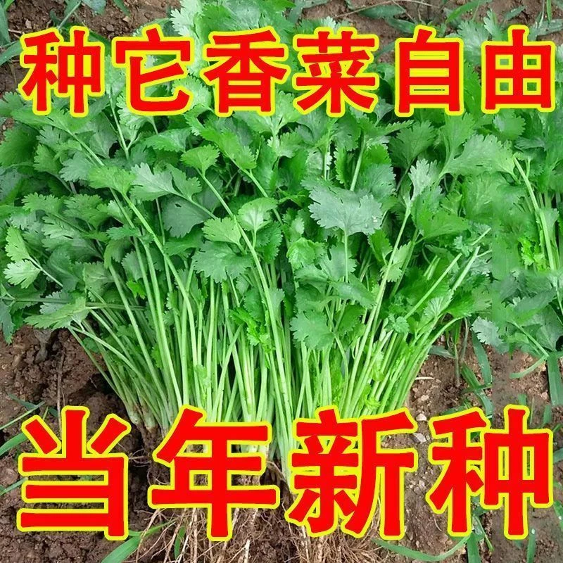 三天速生香菜种子免破壳香菜种子花盆阳台种植四季香菜种子阳台种