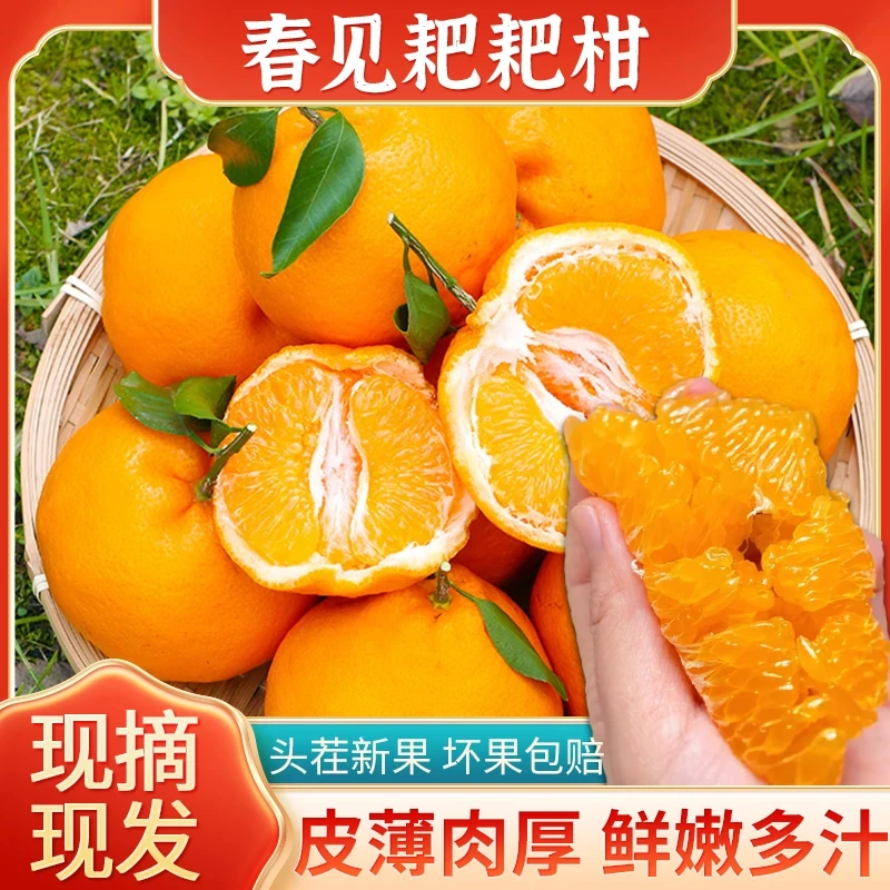 【头茬新果/耙耙柑】香甜爆汁正宗春见脆嫩肉厚（新果微酸需放三天）