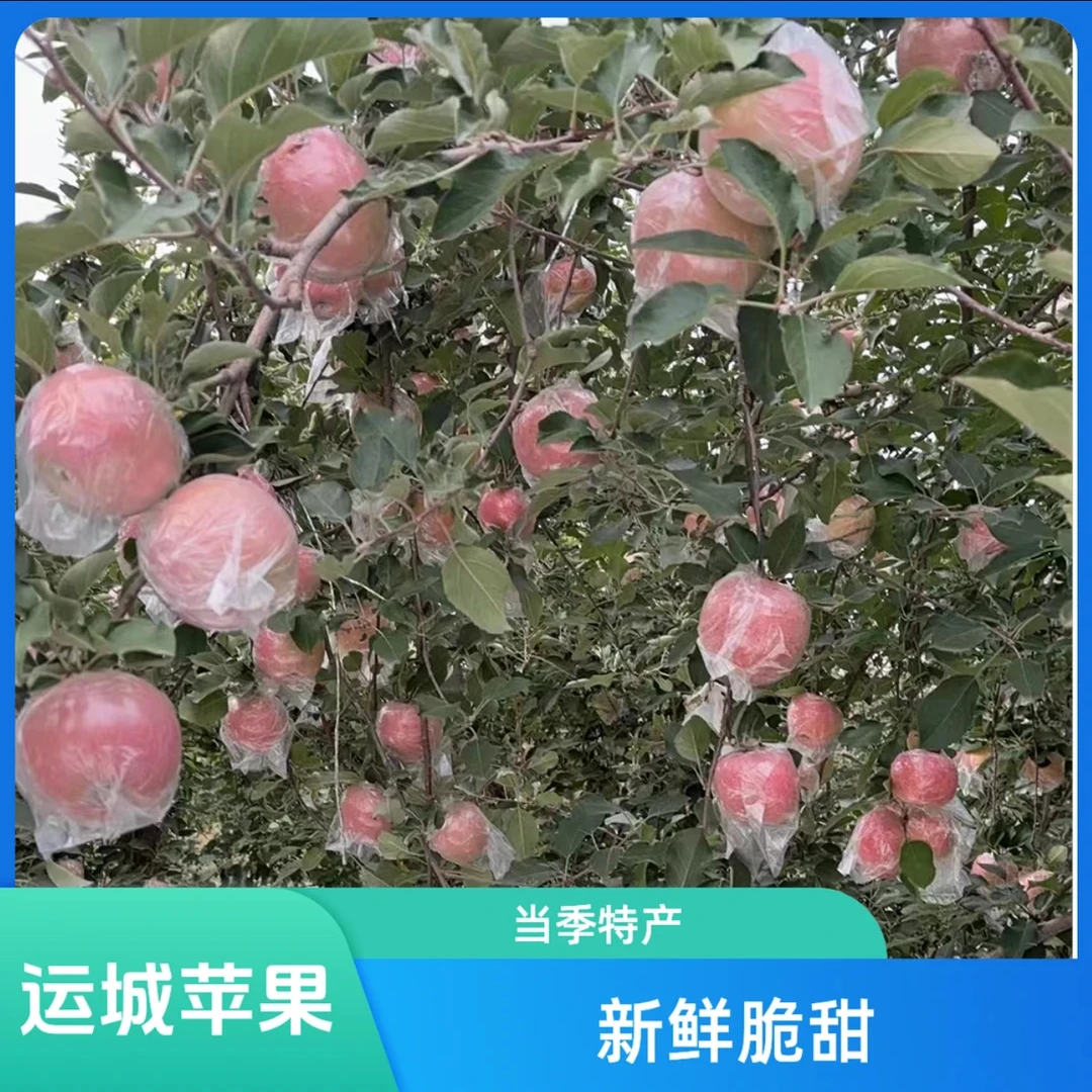 【买五斤送五斤】山西运城红富士三十年老树丑苹果带箱十斤坏果包赔