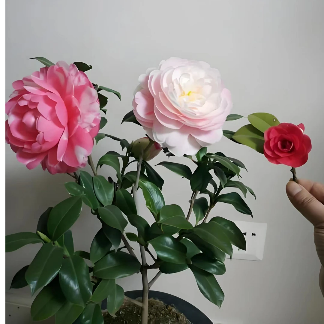 山茶花-乔伊-进口珍贵品种【一到三色大花型】