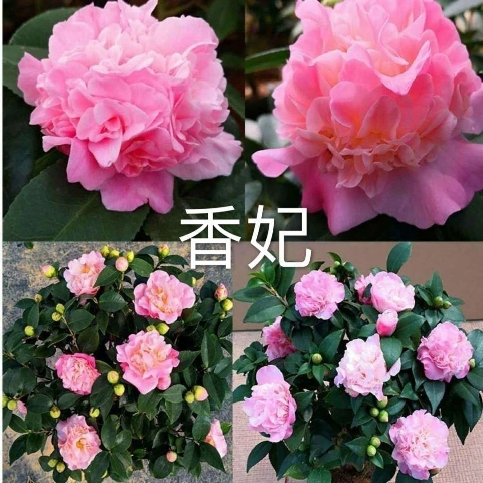 山茶花-香妃-开花浓香型-小小规格