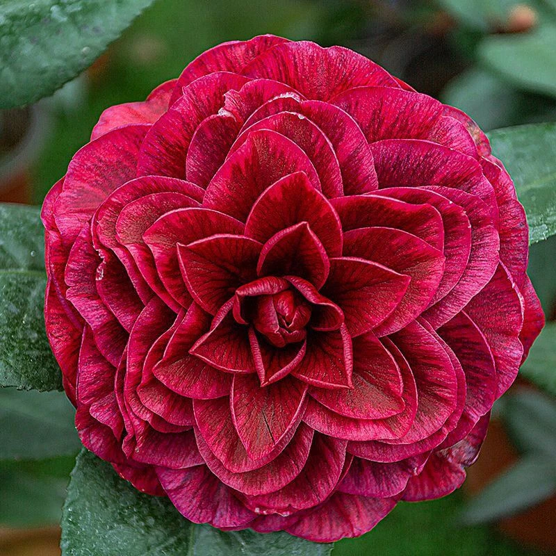 山茶花-紫叶(红叶)贝拉-珍贵品种-大花型（开纯色或复色）无花苞