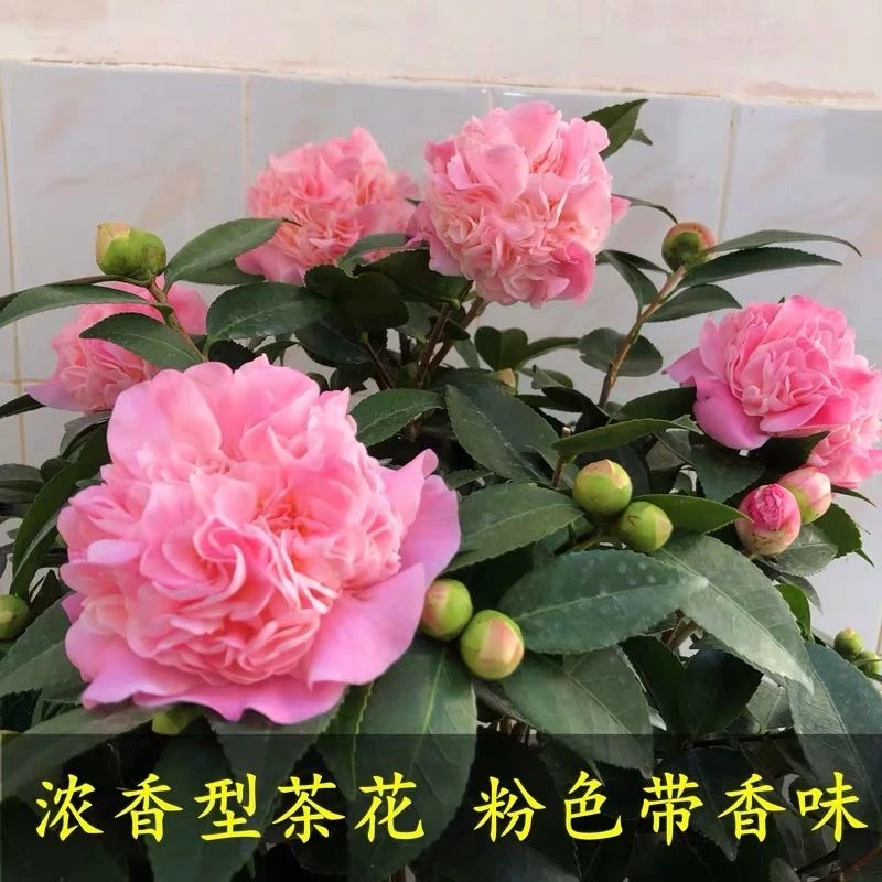 山茶花-香妃-开花浓香型