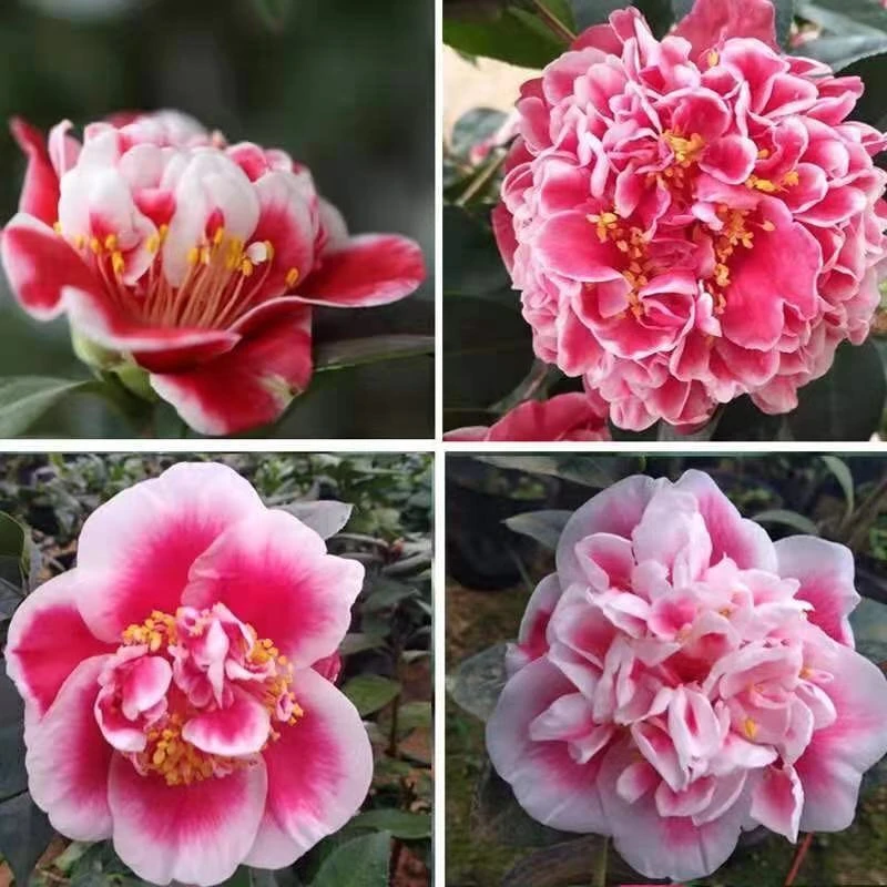 山茶花-龙火珠【珍贵稀有品种】-多型多变-无花苞